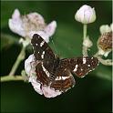 2009_schmetterlinge 0014